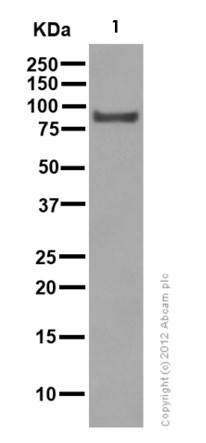 Western blot - Anti-Rho guanine exchange factor 16/NBR antibody [EPR9950] (AB154785), expandable thumbnail