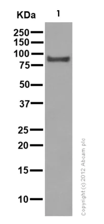 Western blot - Anti-Rho guanine exchange factor 16/NBR antibody [EPR9950] (AB154785)