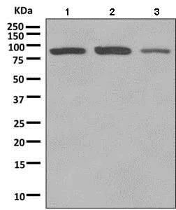 Western blot - Anti-Rho guanine exchange factor 16/NBR antibody [EPR9950] (AB154785)