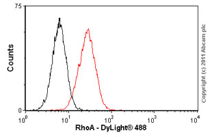 Anti-RhoA antibody [1B12]
