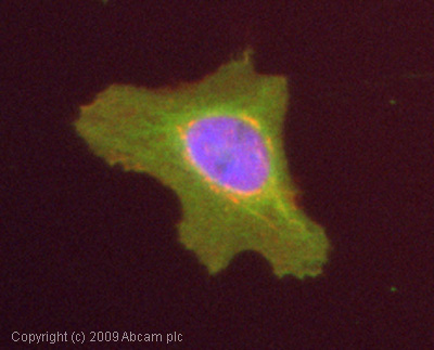 Immunocytochemistry/ Immunofluorescence - Anti-RhoA antibody [1B12] (AB54835)