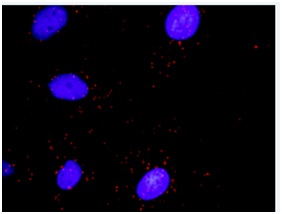 Proximity Ligation Assay - Anti-RhoA antibody (AB167551)