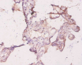 Immunohistochemistry (Formalin/PFA-fixed paraffin-embedded sections) - Anti-RhoA antibody (AB236278)