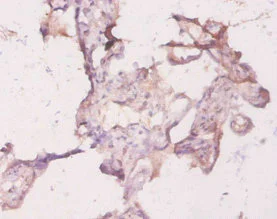 Immunohistochemistry (Formalin/PFA-fixed paraffin-embedded sections) - Anti-RhoA antibody (AB236278)