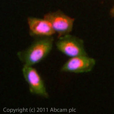 Immunocytochemistry/ Immunofluorescence - Anti-RhoA antibody (AB86297)