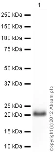 Western blot - Anti-RhoA antibody (AB86297)