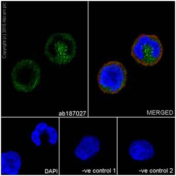 Immunocytochemistry/ Immunofluorescence - Anti-RhoA antibody [EPR18134] (ab187027), expandable thumbnail