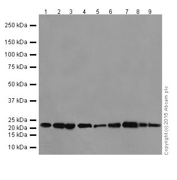 Western blot - Anti-RhoA antibody [EPR18134] (ab187027), expandable thumbnail