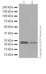 Western blot - Anti-RhoA antibody [EPR18134] (ab187027), expandable thumbnail