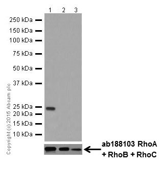 Western blot - Anti-RhoA antibody [EPR18134] (AB187027), expandable thumbnail