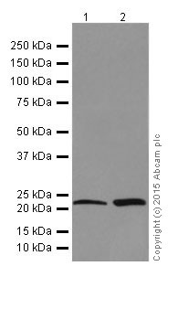 Western blot - Anti-RhoA antibody [EPR18134] (ab187027), expandable thumbnail