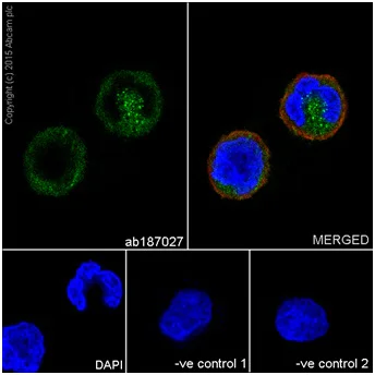 Immunocytochemistry/ Immunofluorescence - Anti-RhoA antibody [EPR18134] - Low endotoxin, Azide free (AB219371)