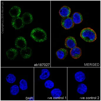 Immunocytochemistry/ Immunofluorescence - Anti-RhoA antibody [EPR18134] - Low endotoxin, Azide free (AB219371)