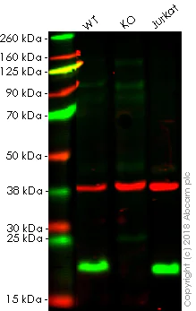 Western blot - Anti-RhoA antibody [EPR18134] - Low endotoxin, Azide free (AB219371)