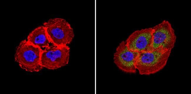 Immunocytochemistry/ Immunofluorescence - Anti-RhoA + C antibody [1B34A10] (AB175359), expandable thumbnail