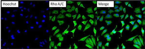 Immunocytochemistry/ Immunofluorescence - Anti-RhoA + C antibody [1B34A10] (AB175359)