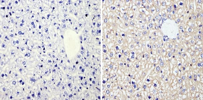 Immunohistochemistry (Formalin/PFA-fixed paraffin-embedded sections) - Anti-RhoA + C antibody [1B34A10] (AB175359), expandable thumbnail