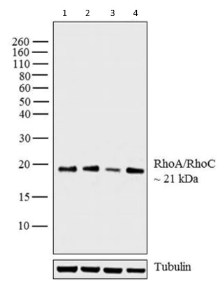 Western blot - Anti-RhoA + C antibody [1B34A10] (AB175359)