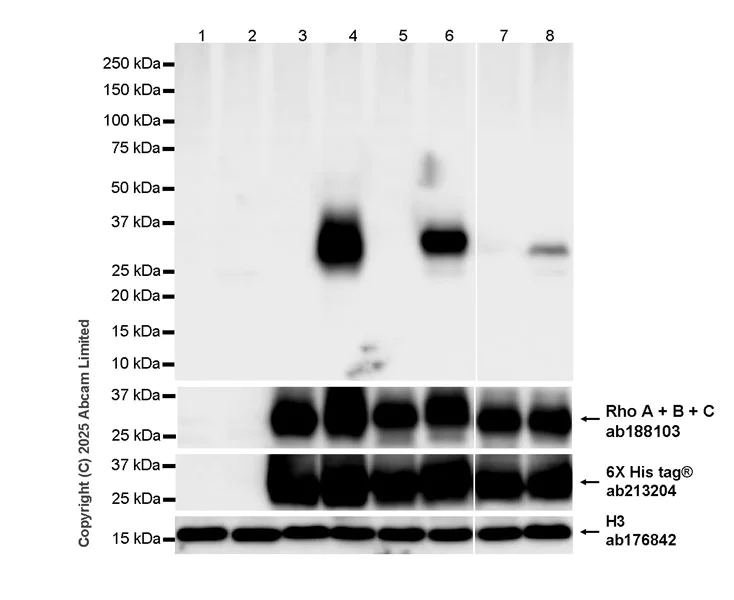Western blot - Anti-RhoA + RhoB (ADP-ribosylated) antibody [VIF140-A1] - BSA and Azide free (AB324243)