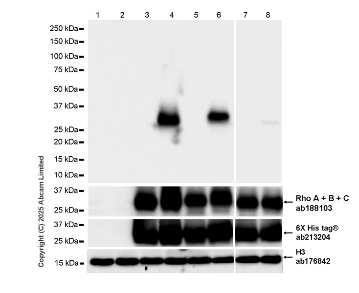 Western blot - Anti-RhoA + RhoB (ADP-ribosylated) antibody [VIF140-A1] - Mouse IgG2a (Chimeric) (AB324029)