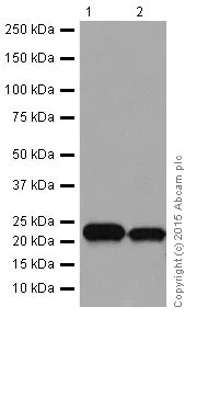 Western blot - Anti-RhoA + RhoC antibody [EPR18133] (AB187026)