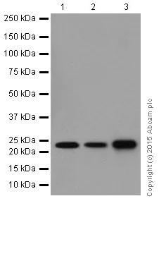 Western blot - Anti-RhoA + RhoC antibody [EPR18133] (AB187026)
