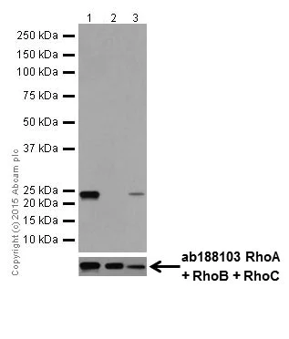 Western blot - Anti-RhoA + RhoC antibody [EPR18133] (AB187026)