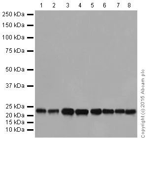 Western blot - Anti-RhoA + RhoC antibody [EPR18133] (AB187026)