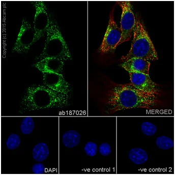 Immunocytochemistry/ Immunofluorescence - Anti-RhoA + RhoC antibody [EPR18133] - BSA and Azide free (AB238943)