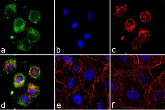 Immunocytochemistry - Anti-RHOB antibody [19HCLC] (AB277779)