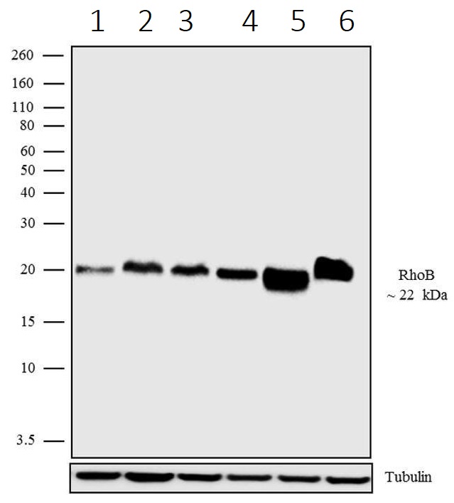 Western blot - Anti-RHOB antibody [19HCLC] (AB277779)