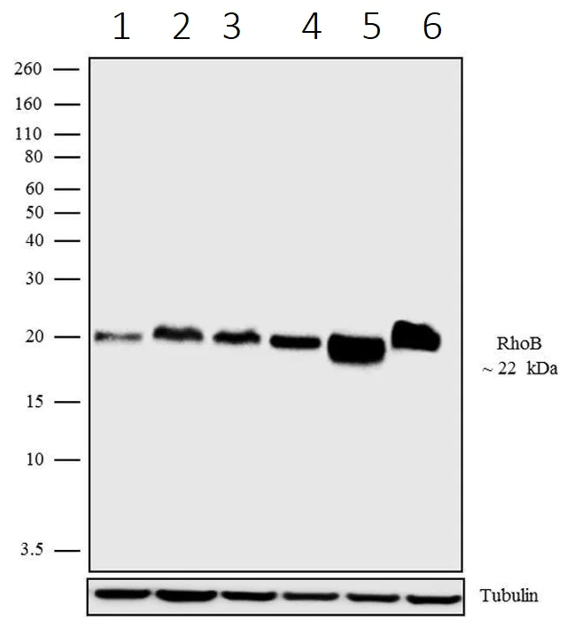 Western blot - Anti-RHOB antibody [19HCLC] (AB277779)