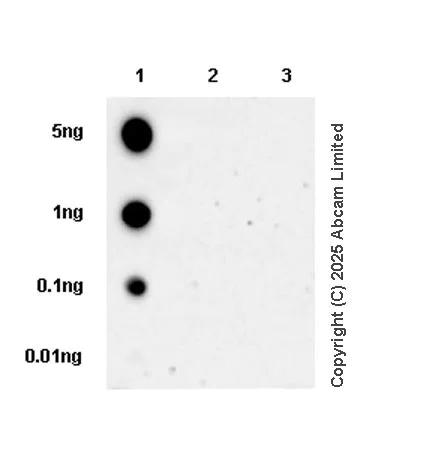 Dot Blot - Anti-RHOB antibody [EPR30502-160] - BSA and Azide free (AB325535)