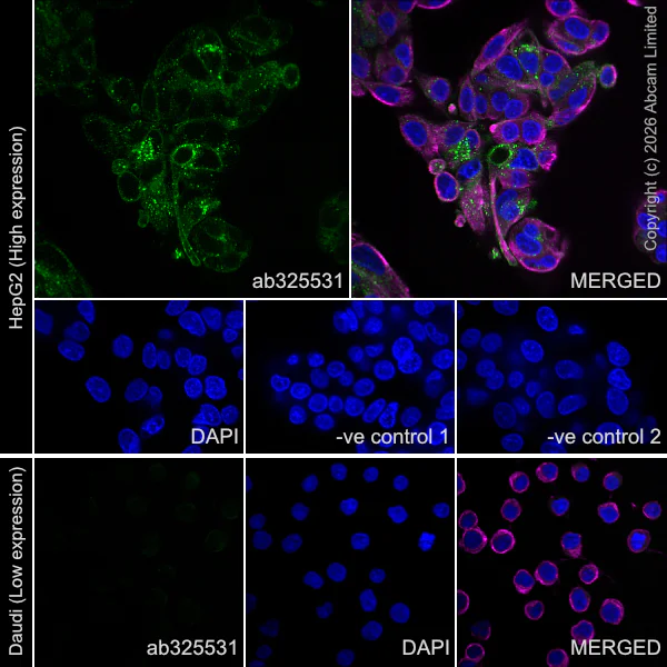 Immunocytochemistry/ Immunofluorescence - Anti-RHOB antibody [EPR30502-160] - BSA and Azide free (AB325535)