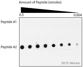 Dot Blot - Anti-Rhodamine antibody [11H10] (AB9093)