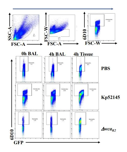 Flow Cytometry - Rhodamine Conjugation Kit (Fast) - Lightning-Link® (AB188286)
