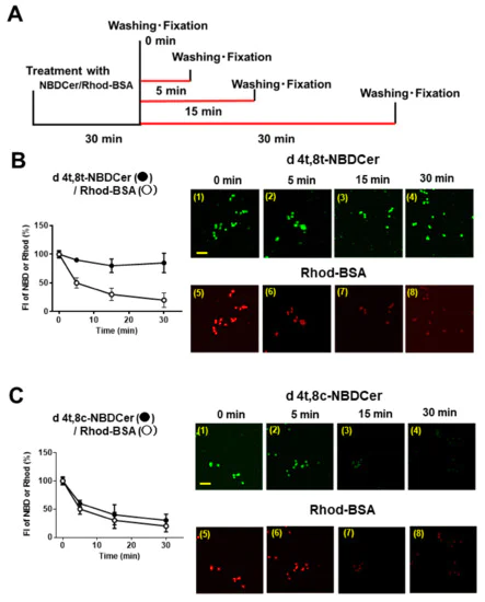 Fluorescence Microscopy - Rhodamine Conjugation Kit (Fast) - Lightning-Link® (AB188286)