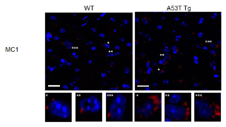 Immunohistochemistry (PFA perfusion fixed frozen sections) - Rhodamine Conjugation Kit (Fast) - Lightning-Link® (AB188286)