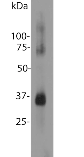 Western blot - Anti-Rhodopsin antibody [A531] (AB190307)