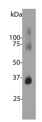 Western blot - Anti-Rhodopsin antibody [B630] (AB230692)