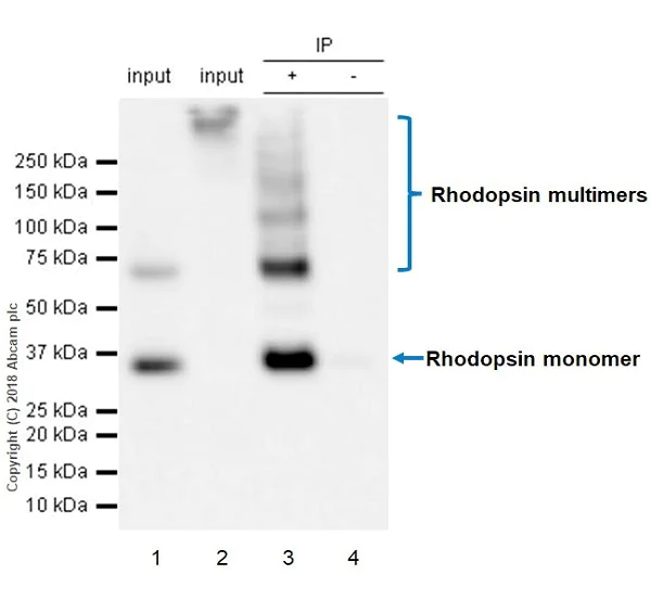 Immunoprecipitation - Anti-Rhodopsin antibody [EPR21876] (AB221664)