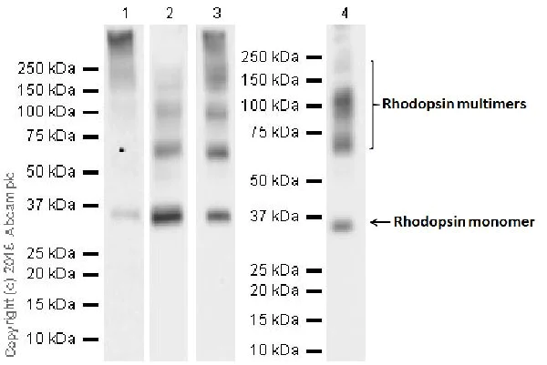 Western blot - Anti-Rhodopsin antibody [EPR21876] (AB221664)