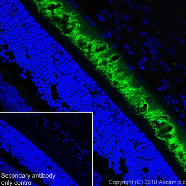 Immunohistochemistry (Frozen sections) - Anti-Rhodopsin antibody [EPR21876] - BSA and Azide free (AB232934)