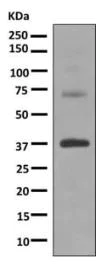 Western blot - Anti-Rhodopsin antibody [EPR7996] - BSA and Azide free (AB249189)