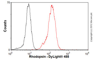 Anti-Rhodopsin antibody [Rho 4D2]