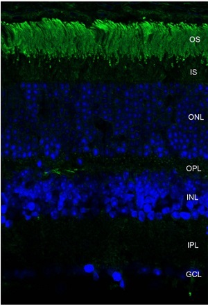 Immunohistochemistry (Frozen sections) - Anti-Rhodopsin antibody [Rho 4D2] (AB98887)