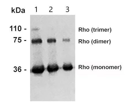Western blot - Anti-Rhodopsin antibody [Rho 4D2] (AB98887)