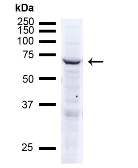 Western blot - Anti-Rhodopsin antibody [Rho 4D2] (AB98887)