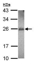 Western blot - Anti-RhoF antibody (AB101349)