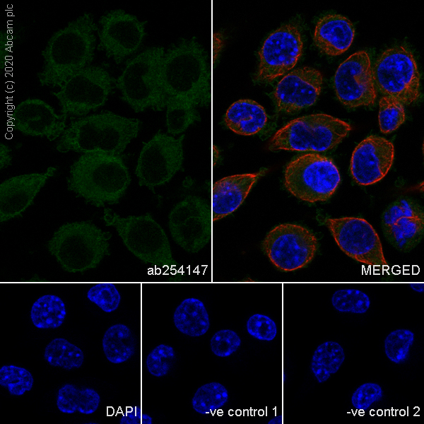 Immunocytochemistry/ Immunofluorescence - Anti-RHOG antibody [1F3-RHOG] (ab254147), expandable thumbnail